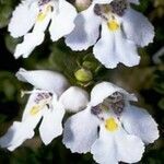 Prostanthera cuneata flower picture by that's someguy (cc-by-sa)