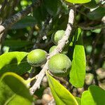 Planchonella cinerea fruit picture by nicoplant (cc-by-sa)