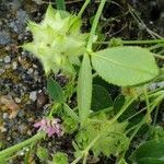 Trifolium resupinatum fruit picture by joselu_4 (cc-by-sa)