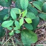 Rubus boraeanus leaf picture by hoppe manon (cc-by-sa)