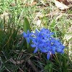 Hyacinthoides italica flower picture by Daniel DURAFOUR (cc-by-sa)