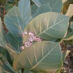 Calotropis procera leaf picture by Sylvain Piry (cc-by-sa)