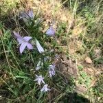 Campanula rapunculus flower picture by jacques carle (cc-by-sa)