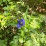 Gentiana linearis leaf picture by Jesse Schwartzberg (cc-by-sa)