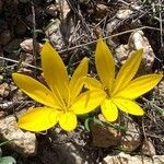 Crocus flavus flower picture by Nikos 1961 (cc-by-sa)