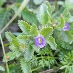 Stemodia verticillata flower picture by Trap Hers (cc-by-sa)