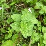 Clinopodium nepeta leaf picture by louna revillon (cc-by-sa)