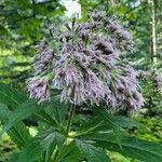 Eupatorium cannabinum habit picture by Manfred (cc-by-sa)