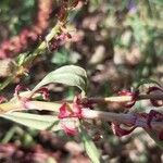 Rumex bucephalophorus leaf picture by Giorgio Fornara (cc-by-sa)