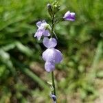 Nuttallanthus floridanus flower picture by AJ Boss (cc-by-sa)