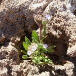 Phacelia pinnatifida habit picture by Fabien Anthelme (cc-by-sa)