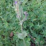 Salvia verbenaca habit picture by Sergio costantini (cc-by-sa)