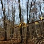 Hamamelis virginiana flower picture by Ken Schafer (cc-by-sa)