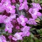 Thymus nervosus flower picture by Francois Mansour (cc-by-sa)