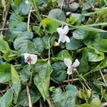 Viola alba flower picture by Camille Gesnin (cc-by-sa)