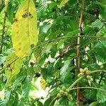 Coffea canephora fruit picture by Gnagbo Anthelme (cc-by-sa)