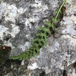 Asplenium fontanum fruit picture by claude lerat -gentet Mme (cc-by-sa)