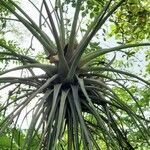 Tillandsia utriculata leaf picture by Trap Hers (cc-by-sa)