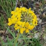 Erysimum capitatum flower picture by Monika Kopp (cc-by-sa)