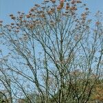 Erythrina poeppigiana habit picture by Daniel Barthelemy (cc-by-nc)