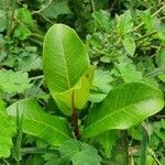 Ficus natalensis leaf picture by susan brown (cc-by-sa)