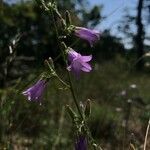 Campanula sibirica flower picture by siblix (cc-by-sa)