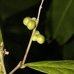 Adenophaedra grandifolia fruit picture by Nelson Zamora Villalobos (cc-by-nc)