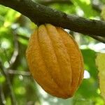 Theobroma cacao fruit picture by Daniel Barthelemy (cc-by-sa)