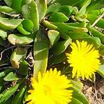 Glottiphyllum longum habit picture by Maarten Vanhove (cc-by-sa)