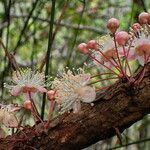 Eugenia brongniartiana flower picture by Richard Chesher (cc-by-sa)