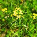 Erysimum repandum flower picture by Lazarchevici Andrei (cc-by-sa)