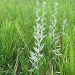 Artemisia ludoviciana habit picture by mitchell (cc-by-sa)