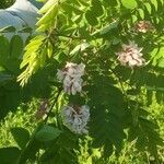 Robinia viscosa flower picture by Rachel Czub (cc-by-sa)