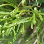 Asplenium septentrionale leaf picture by Sylvain Piry (cc-by-sa)