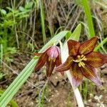 Fritillaria biflora flower picture by Chris Wegener (cc-by-sa)