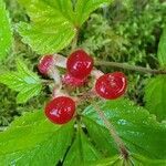 Rubus saxatilis fruit picture by Nina (cc-by-sa)