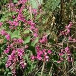 Antigonon leptopus habit picture by Boon Daniel (cc-by-sa)