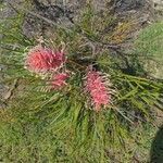 Grevillea banksii flower picture by Skyler (cc-by-sa)