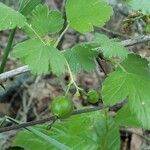 Ribes missouriense fruit picture by Trenton Fox (cc-by-sa)