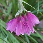 Allium insubricum flower picture by Franco Colnago (cc-by-sa)