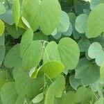 Bauhinia variegata leaf picture by Ramkishor Ramkishor (cc-by-sa)