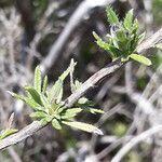 Lithodora fruticosa leaf picture by figerou (cc-by-sa)