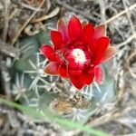 Gymnocalycium baldianum flower picture by Trap Hers (cc-by-sa)