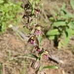 Epipactis purpurata flower picture by Johanna Mayrhofer (cc-by-sa)