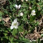 Isopyrum thalictroides habit picture by huy HO (cc-by-sa)