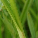 Scirpus sylvaticus leaf picture by Rossen Vassilev (cc-by-sa)