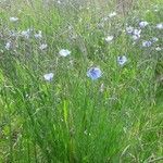 Linum perenne habit picture by Kerstin Kerstin (cc-by-sa)