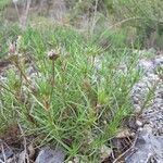 Plantago sempervirens leaf picture by guerrero anna (cc-by-sa)