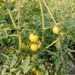 Solanum lycopersicum fruit picture by ohm ohm prakash (cc-by-sa)