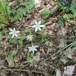 Ornithogalum divergens flower picture by Marc Benoit (cc-by-sa)